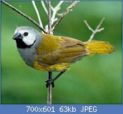 Cliquez sur l'image pour la voir en taille r�elle

Nom : Grey-headed_Oliveback,_Poli,_Cameroon_(5891711500)_(cropped).jpg
Affichages : 134
Taille : 62,6 Ko
ID : 121316