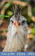Cliquez sur l'image pour la voir en taille r�elle

Nom : 800px-Cariama_cristata_(Rotfu�seriema_-_Red-legged_Seriema)_-_Weltvogelpark_Walsrode_2013-03.jpg
Affichages : 121
Taille : 152,2 Ko
ID : 121327