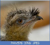 Cliquez sur l'image pour la voir en taille r�elle

Nom : 07cariama_cristata.jpg
Affichages : 128
Taille : 37,4 Ko
ID : 121333