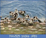 Cliquez sur l'image pour la voir en taille r�elle

Nom : 1280px-Brahminy_Duck_02.jpg
Affichages : 133
Taille : 102,4 Ko
ID : 121356