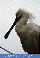 Cliquez sur l'image pour la voir en taille r�elle

Nom : 800px-Platalea_leucorodia,_ZOO_Praha_979.jpg
Affichages : 132
Taille : 71,5 Ko
ID : 121368