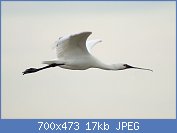 Cliquez sur l'image pour la voir en taille réelle
Nom : 1280px-Eurasian_Spoonbill_(Platalea_leucorodia)_flying.jpg
Affichages : 139
Taille : 17,1 Ko
ID : 121370