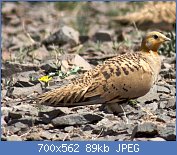 Cliquez sur l'image pour la voir en taille réelle
Nom : Syrrhapte_paradoxal_(cropped).jpg
Affichages : 1359
Taille : 89,1 Ko
ID : 121376