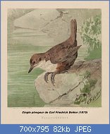 Cliquez sur l'image pour la voir en taille r�elle

Nom : Deiker_Jagdbare_Tiere_1093226.jpg
Affichages : 131
Taille : 81,8 Ko
ID : 121386