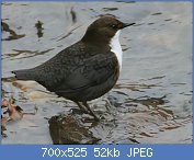 Cliquez sur l'image pour la voir en taille r�elle

Nom : Cinclus_cinclus_R(ThKraft).jpg
Affichages : 140
Taille : 52,3 Ko
ID : 121390