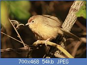 Cliquez sur l'image pour la voir en taille r�elle

Nom : 1280px-Tawny_Bellied_Babbler_by_David_Raju_(cropped).jpg
Affichages : 117
Taille : 53,8 Ko
ID : 121402