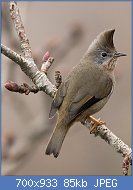 Cliquez sur l'image pour la voir en taille r�elle

Nom : Stripe_Throated_Yuhina_at_Pangolakha.jpg
Affichages : 124
Taille : 84,7 Ko
ID : 121420