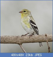 Cliquez sur l'image pour la voir en taille réelle
Nom : dee4b5b1fe1a4eeabd21a5b601557c01-Medium.jpg
Affichages : 1090
Taille : 23,3 Ko
ID : 121691