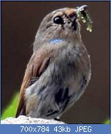 Cliquez sur l'image pour la voir en taille réelle
Nom : gobemouche.de.mcgrigor.dede.2p.jpg
Affichages : 127
Taille : 42,8 Ko
ID : 121857