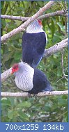 Cliquez sur l'image pour la voir en taille r�elle

Nom : 800px-Seychelles_Blue_Pigeon.jpg
Affichages : 243
Taille : 133,8 Ko
ID : 121951