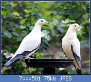 Cliquez sur l'image pour la voir en taille r�elle

Nom : PIED_IMPERIAL_PIGEON_(8551030231).jpg
Affichages : 151
Taille : 75,0 Ko
ID : 121956