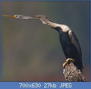 Cliquez sur l'image pour la voir en taille r�elle

Nom : 2010-kabini-darter.jpg
Affichages : 134
Taille : 27,0 Ko
ID : 121967