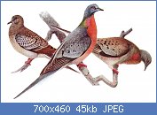 Cliquez sur l'image pour la voir en taille r�elle

Nom : Ectopistes_migratoriusAAP042CA.jpg
Affichages : 167
Taille : 44,7 Ko
ID : 121973