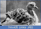 Cliquez sur l'image pour la voir en taille réelle
Nom : Young_passenger_pigeon.jpg
Affichages : 145
Taille : 99,8 Ko
ID : 121974