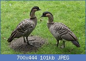 Cliquez sur l'image pour la voir en taille r�elle

Nom : Branta_sandvicensis_(Bernache_n�n�)_-_465.jpg
Affichages : 133
Taille : 101,0 Ko
ID : 121976