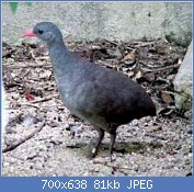 Cliquez sur l'image pour la voir en taille r�elle

Nom : Crypturellus_tataupa.jpg
Affichages : 153
Taille : 80,8 Ko
ID : 122003