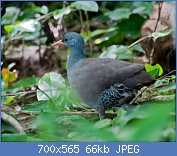 Cliquez sur l'image pour la voir en taille réelle
Nom : Crypturellus_tataupa_-Piraju,_Sao_Paulo,_Brasil-8.jpg
Affichages : 165
Taille : 65,7 Ko
ID : 122004