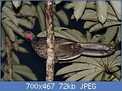 Cliquez sur l'image pour la voir en taille r�elle

Nom : 1200px-Penelope_marail_-_Marail_guan.jpg
Affichages : 138
Taille : 72,2 Ko
ID : 122096