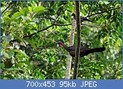 Cliquez sur l'image pour la voir en taille r�elle

Nom : 103106.jpg
Affichages : 144
Taille : 95,2 Ko
ID : 122100