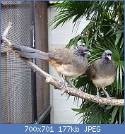 Cliquez sur l'image pour la voir en taille r�elle

Nom : Ortalis_vetula_Kyoto.jpg
Affichages : 167
Taille : 177,1 Ko
ID : 122107