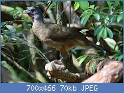 Cliquez sur l'image pour la voir en taille r�elle

Nom : Ortalis_vetula_Belize_01.jpg
Affichages : 143
Taille : 70,3 Ko
ID : 122110