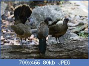 Cliquez sur l'image pour la voir en taille r�elle

Nom : Ortalis_vetula_Belize_02.jpg
Affichages : 139
Taille : 80,0 Ko
ID : 122111