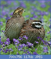 Cliquez sur l'image pour la voir en taille r�elle

Nom : 1280px-Colinus_virginianus_USFWS.jpg
Affichages : 175
Taille : 117,3 Ko
ID : 122119