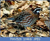 Cliquez sur l'image pour la voir en taille r�elle

Nom : 1280px-Northern_Bobwhite_(Colinus_virginianus)_RWD2.jpg
Affichages : 156
Taille : 103,9 Ko
ID : 122120