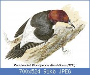 Cliquez sur l'image pour la voir en taille r�elle

Nom : 1280px-Rural_Hours_-_Red-Headed_Woodpecker.jpg
Affichages : 147
Taille : 90,6 Ko
ID : 122179