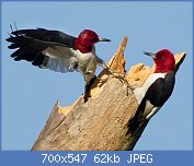 Cliquez sur l'image pour la voir en taille r�elle

Nom : pic.a.tete.rouge.relo.4g.jpg
Affichages : 161
Taille : 61,6 Ko
ID : 122181