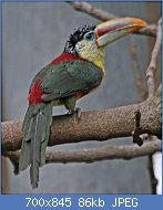 Cliquez sur l'image pour la voir en taille relle

Nom : 1280px-Curl-crested_Aracari_RWD4.jpg
Affichages : 89
Taille : 85,8 Ko
ID : 122244