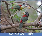 Cliquez sur l'image pour la voir en taille relle

Nom : 1280px-Curl-crested_Aracari_RWD3.jpg
Affichages : 91
Taille : 83,0 Ko
ID : 122245
