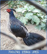 Cliquez sur l'image pour la voir en taille relle

Nom : Male_Kalij_pheasant.jpg
Affichages : 92
Taille : 159,3 Ko
ID : 122271