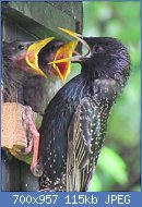 Cliquez sur l'image pour la voir en taille relle

Nom : Sturnus_vulgaris_vulgaris_2.jpg
Affichages : 115
Taille : 114,6 Ko
ID : 122514