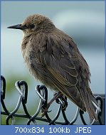 Cliquez sur l'image pour la voir en taille relle

Nom : Young_Starling_(5894331021).jpg
Affichages : 102
Taille : 100,1 Ko
ID : 122515