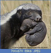 Cliquez sur l'image pour la voir en taille relle

Nom : Honey_badger,_Mellivora_capensis,_carrying_young_pup_in_her_mouth_at_Kgalagadi_Transfrontier_Par.jpg
Affichages : 110
Taille : 88,5 Ko
ID : 122641