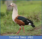 Cliquez sur l'image pour la voir en taille relle

Nom : Orinoco_Goose.jpg
Affichages : 136
Taille : 54,3 Ko
ID : 122653