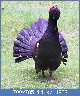 Cliquez sur l'image pour la voir en taille r�elle

Nom : Tetrao_urogallus_front.jpg
Affichages : 153
Taille : 141,3 Ko
ID : 122932