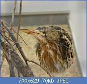 Cliquez sur l'image pour la voir en taille relle

Nom : 1280px-Butor_toil_Argels-Gazost_parc_animalier.jpg
Affichages : 866
Taille : 69,8 Ko
ID : 122953