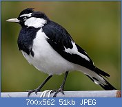 Cliquez sur l'image pour la voir en taille relle

Nom : 1280px-Male_magpie_lark_in_suburban_garden.jpg
Affichages : 463
Taille : 50,9 Ko
ID : 123023