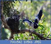 Cliquez sur l'image pour la voir en taille relle

Nom : 1024px-(2)Magpie-Lark_Nesting_130.jpg
Affichages : 468
Taille : 104,9 Ko
ID : 123029