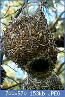 Cliquez sur l'image pour la voir en taille réelle
Nom : Cape_weaver_(Ploceus_capensis)_nest_2.jpg
Affichages : 519
Taille : 153,1 Ko
ID : 123064