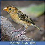 Cliquez sur l'image pour la voir en taille réelle
Nom : img_0675.jpg
Affichages : 583
Taille : 61,3 Ko
ID : 123071