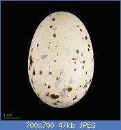 Cliquez sur l'image pour la voir en taille relle

Nom : 800px-Porphyrio_porphyrio_MHNT.ZOO.2010.11.67.9.jpg
Affichages : 537
Taille : 46,8 Ko
ID : 123078