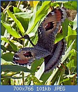 Cliquez sur l'image pour la voir en taille réelle
Nom : Eurypyga_helias,_Tapanti_NP,_Costa_Rica_1.jpg
Affichages : 602
Taille : 101,0 Ko
ID : 123087