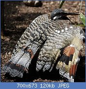 Cliquez sur l'image pour la voir en taille réelle
Nom : caurale.soleil.pame.4g.jpg
Affichages : 520
Taille : 120,4 Ko
ID : 123089