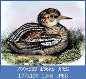 Cliquez sur l'image pour la voir en taille réelle
Nom : Eurypyga_helias_Smit.jpg
Affichages : 521
Taille : 13,1 Ko
ID : 123091