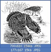 Cliquez sur l'image pour la voir en taille réelle
Nom : PSM_V46_D787_The_sun_bittern_eurypyga_helias.jpg
Affichages : 635
Taille : 15,1 Ko
ID : 123092