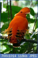 Cliquez sur l'image pour la voir en taille relle

Nom : 1280px-Guianan_Cock-of-the-rock_(Rupicola_rupicola)_(25401379418).jpg
Affichages : 2035
Taille : 118,4 Ko
ID : 123192