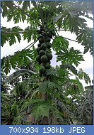 Cliquez sur l'image pour la voir en taille relle

Nom : Papaya_tree_DRC.jpg
Affichages : 295
Taille : 198,0 Ko
ID : 123206